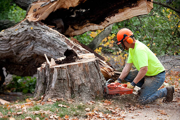 Janesville, IA  Tree Services Company