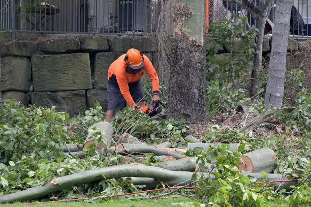 How Our Tree Care Process Works  in  Janesville, IA